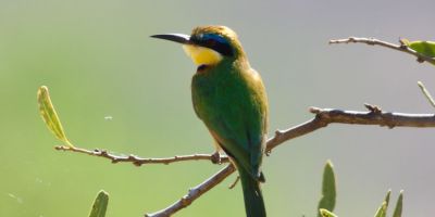 9 Days Birding Tours in Kenya